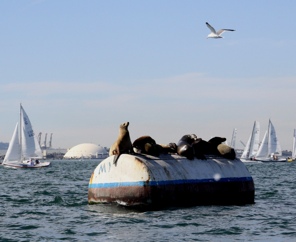 abyc2013-seals